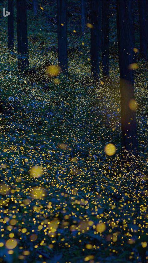 Fireflies Wallpaper, Firefly Wallpaper, Firefly Painting, Magic Places, Beauty Nature, Summer Sunset, Photo S, Late Summer, Firefly