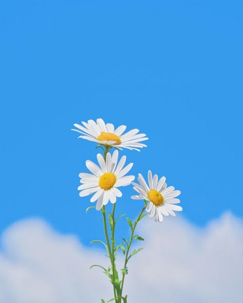 Daisy Flower Aesthetic, Bunga Daisy Aesthetic Art, Phone Wallpaper Daisies, Aesthetic Daisy Flower, Daysie Flower Wallpaper Aesthetic, Daisy Sunset Wallpaper, Marguerite Flower, Phone Wallpaper Boho, 1080p Anime Wallpaper