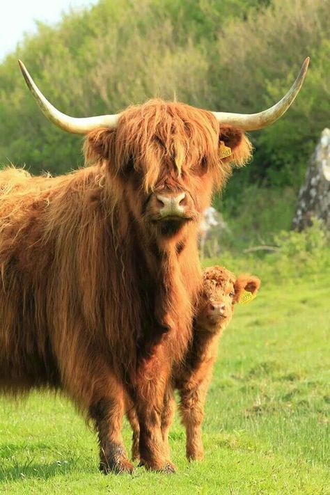 Highland Cow Reference, Scottish Highland Cows, Hiland Cow, Scotish Highlanders, Hyland Cows, Highland Cow Wallpaper, Suffolk Sheep, Highland Cow Painting, Cow Wallpaper