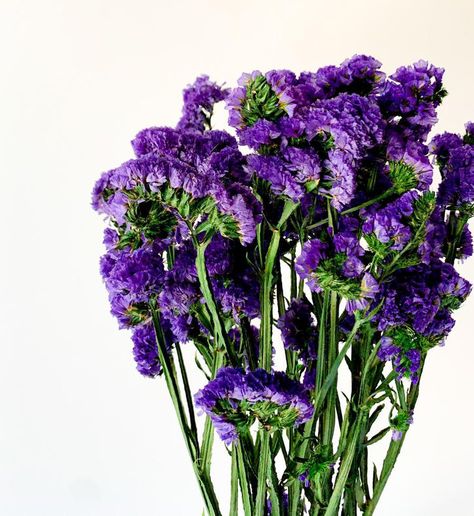 Statice flowers are a popular filler flower with and average of 5-8 tiny blooms clustered together. This purple/blue tissue paper-like flower would serve as a subtle backdrop for any wedding bouquet, table centerpiece or flower arrangement. Purple Statice Flower, Purple Filler Flowers, Tiny Purple Flowers, Filler Flowers For Arrangements, Statice Flowers, November Flowers, Statice Flower, Jewel Tone Wedding Colors, Purple Statice