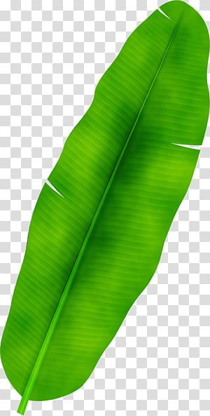 Daun Pisang Aesthetic, Banana Leaf Vector, Banana Leaves Painting, Banana Leaves Drawing, Banana Leaf Drawing, Banana Leaf Illustration, Banana Leaf Background, Banana Leaf Painting, Banana Leaf Decor