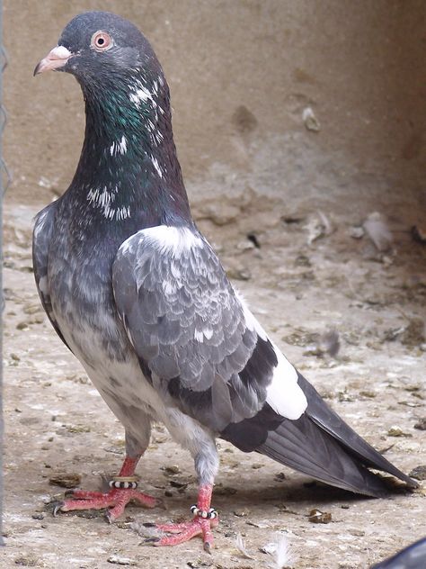 Pakistani Pigeon, High Flying Pigeons, Pigeon Pictures, Pigeon Breeds, Beautiful Butterfly Pictures, Cool School Supplies, Most Beautiful Birds, Butterfly Pictures, Beautiful Butterflies