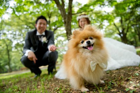 Bring your special friend to your pre wedding photo shoot | Pet Dog with bowtie | Puppy | Taken by ecoo Pre Wedding Shoot With Dog, Prewedding Dog, Prewedding With Dog, Korean Prewedding Photography, Dog Wedding Photos, Korean Prewedding, Pre Wedding Photo Shoot, Prewedding Ideas, Prewedding Photo