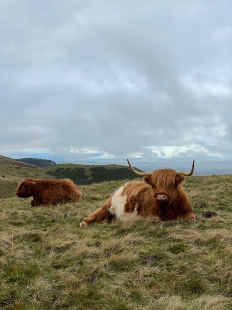 Highland Cow Scotland, Scottish Farm Aesthetic, Highland Cows Scotland, Scotland Farm Aesthetic, Cottage In Scotland, English Farm Aesthetic, Highland Cow Farm, Farm Photography Landscape, Farm Landscape Photography