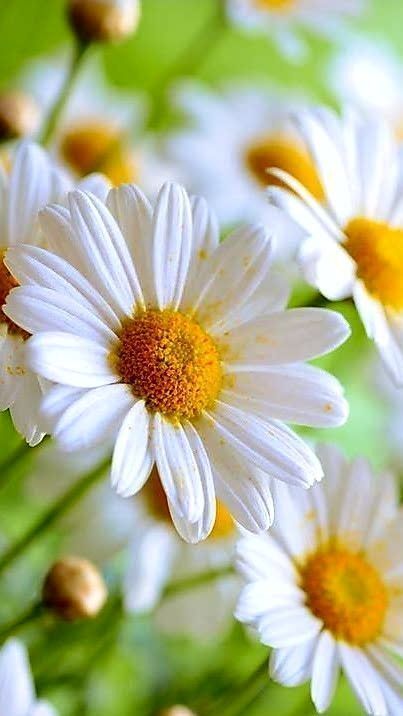 Flowers Photography Beautiful, Fresh As A Daisy, White Daisies, Flowers Beautiful, Just Imagine, Flower Pictures, Seychelles, Amazing Flowers, Flowers Photography