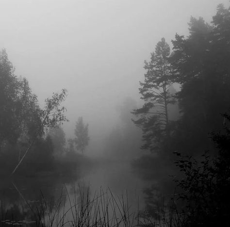 Gloomy Aesthetic, Fog Forest, App Ikon, Dark Naturalism, Dark Forest Aesthetic, Foggy Forest, Angel Aesthetic, Gray Aesthetic, Gothic Aesthetic