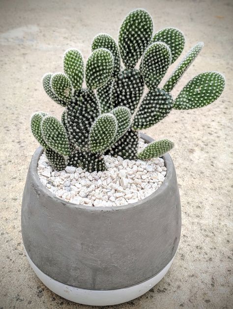 opuntia microdasys, bunny ears Plants Arrangement, Indoor Cactus Plants, Small Cactus Plants, Bunny Ear Cactus, Kaktus Dan Sukulen, Opuntia Microdasys, Cactus Arrangement, Cactus House Plants, Decoration Beton