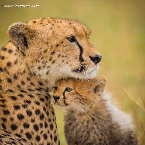 Cheetah Cubs, Baby Cheetahs, Emma Jane, Cheetahs, African Animals, Wildlife Animals, Cute Animal Pictures, Big Cat, Leopards