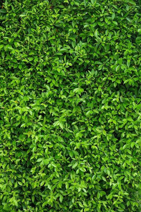 Fondo de pared de hoja verde natural vertical Tree Photoshop, Artificial Green Wall, Photoshop Video Tutorials, Photoshop Video, Sloped Garden, Blue Background Images, Lilac Wedding, Photo Texture, Seamless Textures