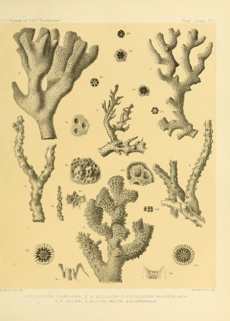 n212_w1150 | Report on the reef-corals collected by H.M.S. C… | Flickr Coral Illustration, Coral Tattoo, Coral Drawing, Ancient Art Tattoo, Scientific Drawing, Bff Tattoos, Sea Coral, Antique Illustration, Seahorses