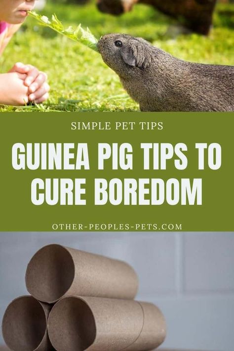 Guinea Pig Diy Hideouts, Guinea Pig Diy Toys, Guinea Pig Enrichment Ideas, Guinea Pig Litter Box Ideas, Guinea Pig Activities, Guinea Pig House Diy, Indoor Guinea Pig Cage Ideas, Guinea Pig Enrichment, Guinea Pig Snacks