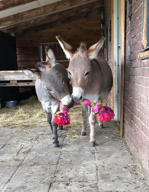 Vesper & Jinx Donkey Toys, Two Donkeys, Donkey Drawing, Baby Donkey, Mini Donkey, Miniature Donkey, Cute Donkey, Lovely Creatures, Horse Crazy