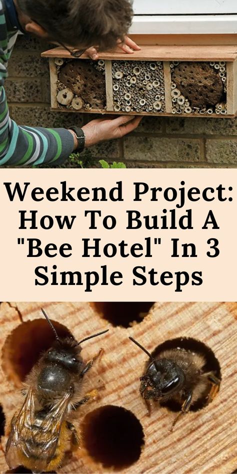 Kids Nature Activities, Honey Bee Home, Bee Houses, Types Of Bees, Diy Teddy Bear, Bee Hotel, Bug Hotel, Honey Diy, Carpenter Bee