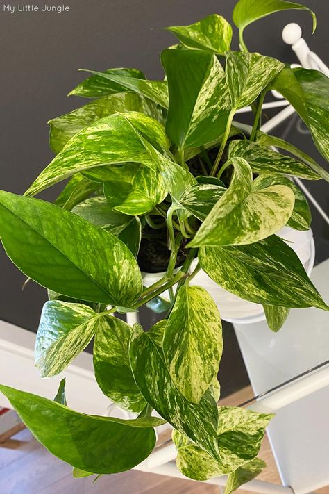 Epipremnum Aureum Care, Plant Calendar, Pothos In Water, Backyard Diy Ideas, Easy Outdoor Projects, Pothos Care, Mealy Bugs, Epipremnum Aureum, Backyard Diy