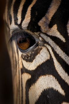 Zebra by Adam McGrath on 500px Zoo Images, Zebra Pictures, Regard Animal, Realistic Eye, Watercolor Ideas, One Eye, Wild Nature, African Animals, Jolie Photo