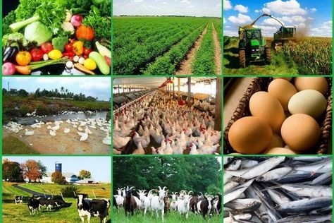 Angiosperms Plants, Chicken Coops And Runs, Business Ideas In Hindi, Snail Farming, Agriculture Business, Farming Ideas, Agricultural Sector, Vegetable Farming, Farming Business