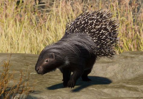 African Crested Porcupine Porcupine Video, Fall Of Porcupine, North American Porcupine, Crested Porcupine, African Porcupine, Baby Porcupine Eating Corn, African Crested Porcupine, North American Beaver, Indian Rhinoceros