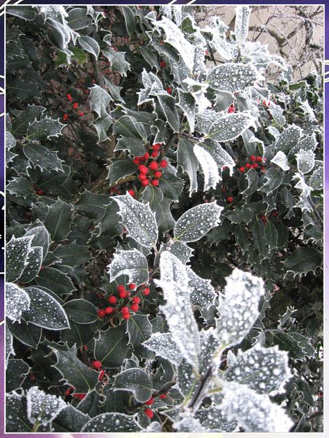 Looking to add a little winter cheer to your garden? Here are some plants that will thrive in colder weather! Christmas Mistletoe Aesthetic, Winter Textiles, Holly Aesthetic, Modern Tv Wall Design Ideas, Holly Flax, Snow Kingdom, Minimalist Living Rooms, Tv Wall Design Ideas, Snow Rabbit