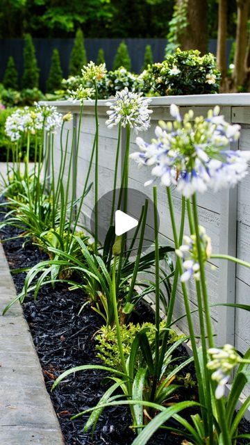 Tyler & Brian on Instagram: "Have you ever considered an Agapanthus hedge? The next addition to our entryway garden had to be impactful and we fell in love with the color variation of this gorgeous Indigo Frost Agapanthus from @southernlivingplantcollection. Large white globes of bi-color flowers that change from blue in the throat to white on the petal’s edge… a stunning view as you enter our garden!  . . . #agapanthus #lily #lilyofthenile #purple #flower #flowerphotography #southern #southernplants #southernliving #gardenfamily #greenthumb #gaygardener #plantgay #gardenerinlove #diylandscaping #gardenstyles #garden #gardenlife #inmygarden #gardendiy #gardenersofig #gardeninspiration #carolinagarden #gardenproject" Agapanthus Landscaping, Lilly Garden Ideas, Agapanthus Care, Agapanthus Garden, Blue Agapanthus, Lilly Garden, White Agapanthus, Entryway Garden, African Lily