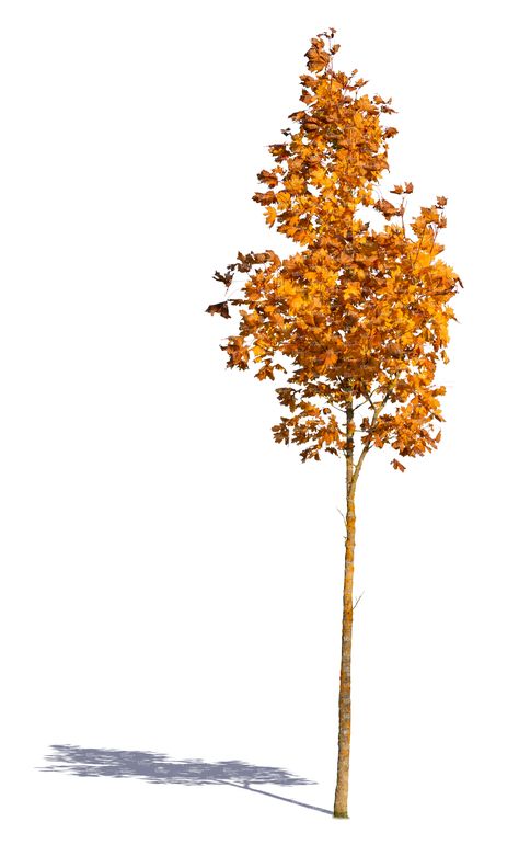 Tree Psd, Tree In Autumn, Frit Painting, Landscape Architecture Graphics, Tree Orange, Tree Photoshop, Cut Out People, Abstract Tree Painting, Orange Leaves