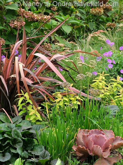 Phormium tenax 'Rainbow Sunrise' with Hydrangea macrophylla 'Nigra', Stipa tenuissima, Geranium 'Gerwat' [Rozanne], Hypericum calycinum 'Brigadoon', Allium 'Summer Beauty', Echeveria 'The Rose', and Ajuga 'Catlin's Giant' at Hayefield.com Hypericum Calycinum, Purple Salvia, Mexican Feather Grass, Bigleaf Hydrangea, Purple Sweet Potatoes, Cottage Garden Design, Hydrangea Macrophylla, Flowering Plants, Plant Combinations