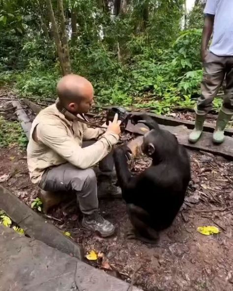 exclusive_wildlife on Instagram: "Incredible experience! 🐵❤️ . Video by: @jcpieri" Monkey Funny Videos, Monkey Funny, Animals Monkey, Monkeys Funny, African Girl, Animal Gifs, Funny Animal Videos, Wildlife Photography, Animals Wild