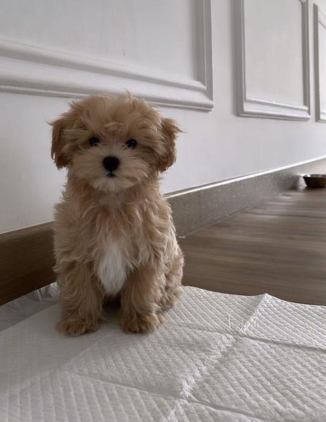 Psy Chihuahua, Maltipoo Dog, Cute Small Dogs, Cute Dogs Images, Dog Mommy, Very Cute Puppies, Really Cute Puppies, Maltipoo Puppy, Super Cute Puppies