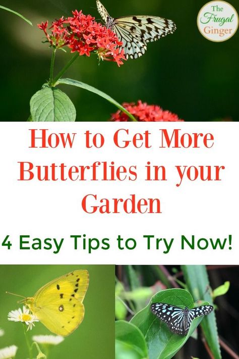 Shrub Landscaping, Monarch Butterfly Garden, Butterfly Garden Plants, Butterfly Garden Design, Landscaping Backyard, Butterfly Plants, Hummingbird Garden, House Yard, Pollinator Garden