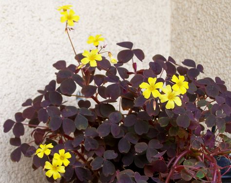 Garden Bloggers' Bloom Day – May 2012 | Letters & Leaves Oxalis Spiralis, Oxalis Versicolor, Shamrock Plant, Purple Shamrock, Anthurium Plant, Wood Sorrel, Porch Plants, Plant Goals, Bonsai Seeds