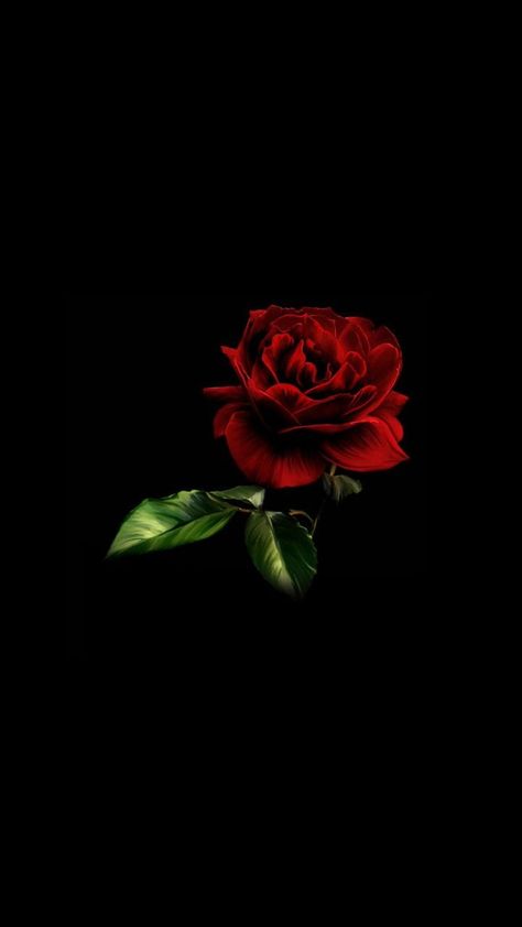 Red Flower Wallpaper, Minimal Wallpapers, Red Rose Love, Pink And Black Wallpaper, King Faisal, Dark Background Wallpaper, Red Garden, Secret Boards, Best Photo Background