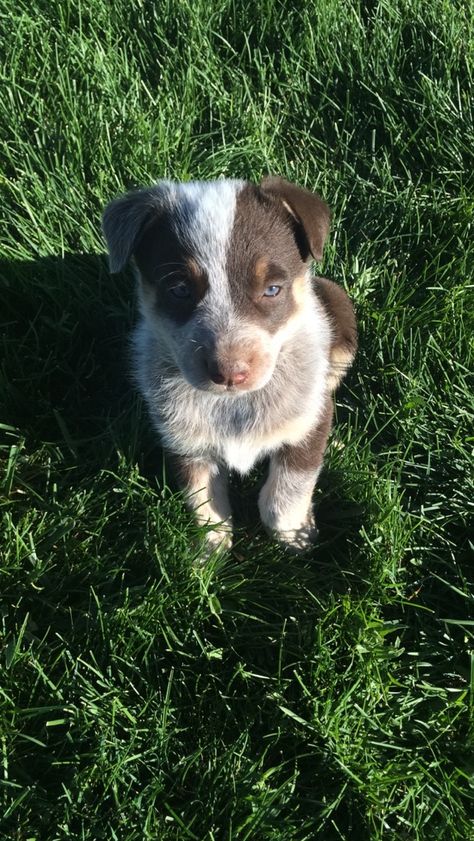 Our sweet Chocolate Heeler, Sadie. - •Mikayla Reed• Chocolate Heeler Cattle Dogs, Chocolate Heeler, Heeler Puppy, Heeler Dogs, Austrailian Cattle Dog, Red Heelers, Blue Heeler Puppies, Heeler Puppies, Blue Heelers