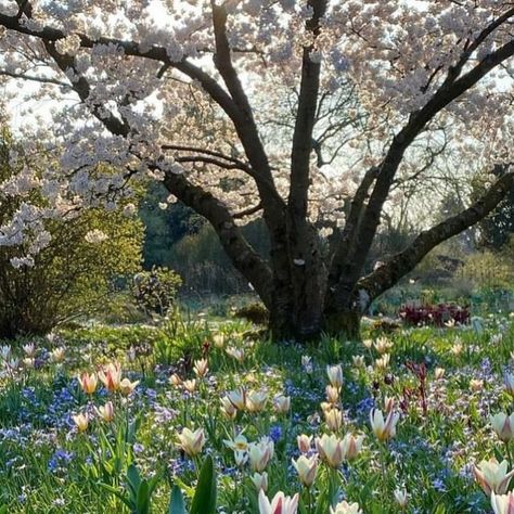 Claudia de Yong on Instagram: "We talk about having meadows of wild flowers for Spring and Summer but how about this as a beautiful alternative when using species Tulips.   The whole combination comes alive with one variety of Tulip 🌷in this case Tulipa kaufmanniana ‘Ice Stick’ (good as a it flower too) rising above a sea carpet of blue Chionodoxa forbesii.   A spreading Prunus x yedoensis frames the entire scene in the background, with it’s spreading outstretched branches it seems to be hugging the flowers below. Later on in the season, Paeonies create a second layer in the planting.   As they say - be different and stand out from the crowd and this surely makes for impact and effect beyond the standard meadow style planting.   Gorgeous image and planting @cassianschmidt" Chionodoxa Forbesii, Species Tulips, Prunus X Yedoensis, Meadow With Flowers, Flowers For Spring, Rising Above, Spring Fever, Spring Garden, A Sea