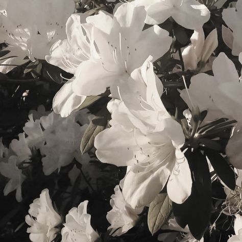 Nothing But Flowers, Gray Aesthetic, Flower Therapy, White Lilies, Black And White Aesthetic, Playlist Covers, White Aesthetic, Black Aesthetic, Aesthetic Photo