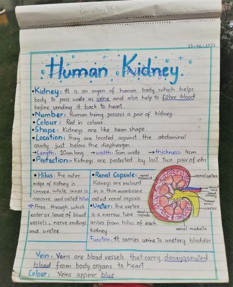 Kidney Notes Anatomy, Human Kidney Diagram, Renal System Physiology, Kidney Notes Biology, Human Brain Notes, Excretion Biology Notes, Body Systems Notes, Kidney Notes, Bio Diagrams