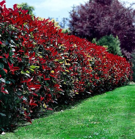 Top 10 Beautiful Plants You Can Grow Instead Of A Fence - Page 2 of 3 - Top Inspired Red Tip Photinia, Photinia Red Robin, Garden Hedges, Fence Plants, Privacy Plants, Natural Fence, Privacy Landscaping, Flower Garden Design, Fast Growing Trees