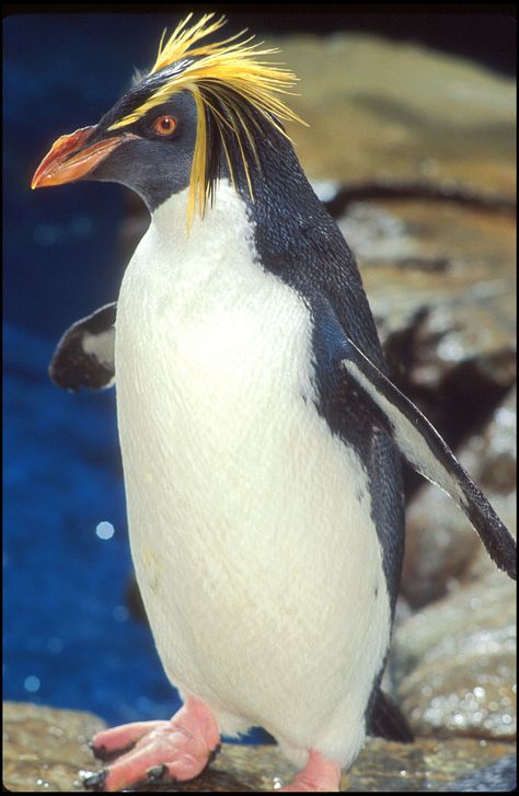 Macaroni Penguin    Antartica Macaroni Penguin, Penguin Day, Rockhopper Penguin, Penguin Pictures, Flightless Bird, Cute Penguins, Pretty Birds, Animal Planet, Sea Animals