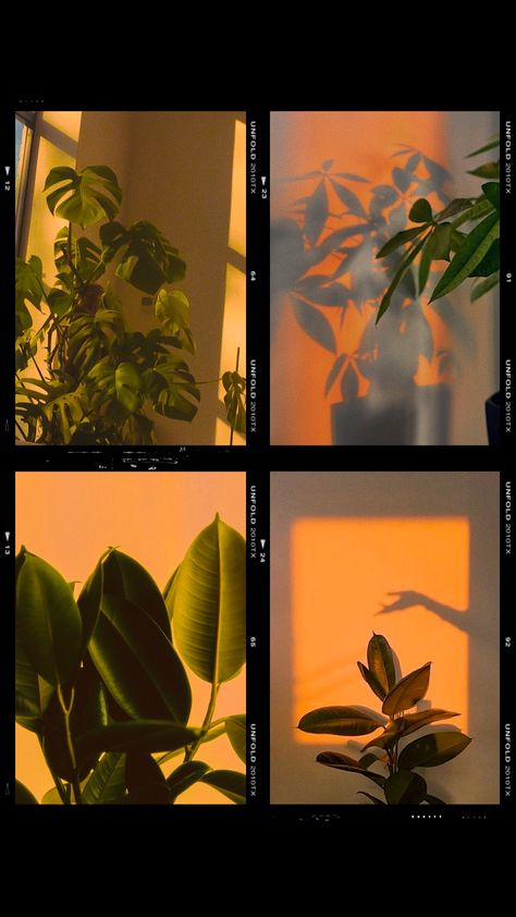 Plant Iphone Wallpaper Aesthetic, Wallpaper Iphone Plants, Plants Background Aesthetic, Aesthetic Graphic Wallpaper, Aesthetic Pictures Plants, Plant Background Aesthetic, Aesthetic Plant Photos, Aesthetic Wallpaper Plants, Plants Wallpaper Aesthetic