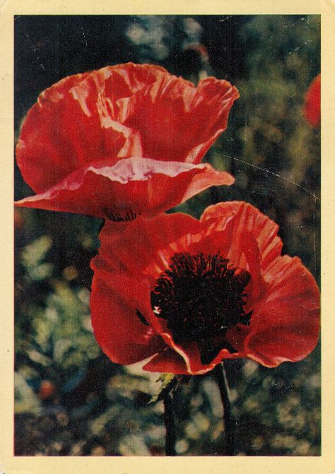 1950s Unlimited - sovietpostcards: Alpine poppies (1964) Poppy Flower, Red Flowers, Poppies, Frame, Flowers, Red, Black