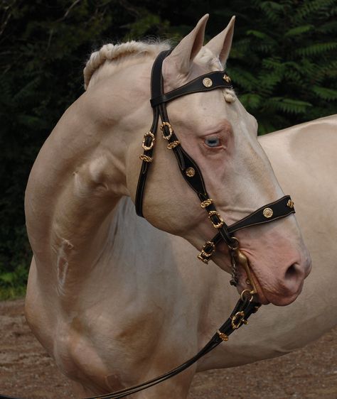 Perlino Horse, Unique Horses, Lusitano Stallion, Pony Breeds, Gorgeous Horses, Horse Colors, Horse Bridle, Akhal Teke, Andalusian Horse