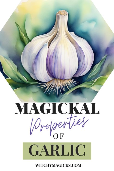 Discover the magickal properties of garlic! This potent herb is not only a culinary staple but also a powerful tool in spellcraft and rituals. Used for protection, healing, and purification, garlic is a must-have in any witch's toolkit. Learn how to incorporate garlic into your magical practices and enhance your spells with this ancient and revered herb. #HerbalMagic #Witchcraft #Spellcraft #GarlicMagic #ProtectionSpells Magickal Herbs Herbal Magic, Garlic Magical Properties, Herb Preservation, Herbs Magic, Magical Herbs Witchcraft, Purple Garlic, Hearth Witch, Garlic Supplements, Magickal Herbs