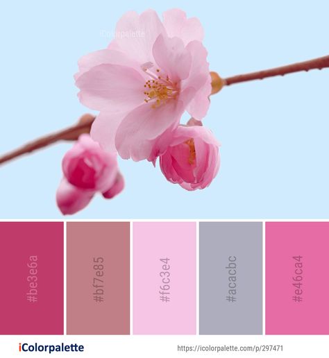 Cherry Blossom Color Palette, Cherry Blossom Images, Model Kitchen, Pink Color Combination, Color Palette Ideas, Blossom Branch, Hex Color Palette, Pink Images, Palette Ideas