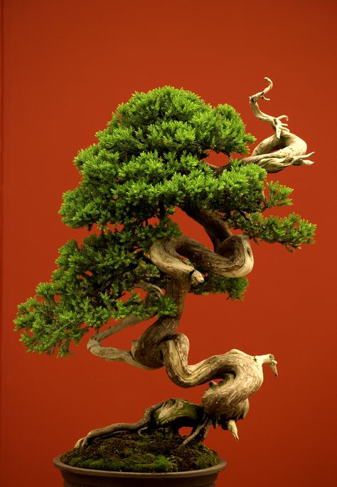 Bonsai For Beginners, Tree In A Pot, Indoor Bonsai Tree, Japanese Bonsai, Indoor Bonsai, Bonsai Art, Miniature Trees, Bonsai Plants, Bonsai Garden