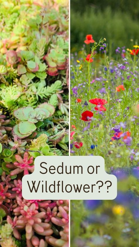 Considering a Green Roof System? But not sure whether to install a sedum or wildflower system?

Sedum are very low maintenance and hardy.
They are draught tolerant which offers colour all year round. Very versatile in extreme weathers and can survive in shallow substrate.

Wildlfower roofs require more maintenance but offer a more varied mix of plant species and local wildflower plants can be incorporated. Wildflower roofs can attract a wider variety of wildlife including bees.
#greenroof Wildflower Roof, Green Roof Project, Green Roof Planting, Green Roof Design, Green Roof Garden, Sedum Roof, Green Roof System, Earth House, Eco Homes