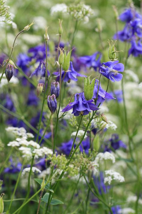 EAST RUSTON OLD VICARAGE. Aquilegia vulgaris (Columbine) and Anthriscus sylvestris (Cow Parsley or Queen Anne's Lace) Photographer: OB. Anthriscus Sylvestris, Meadow Plants, Aquilegia Vulgaris, Yard Deck, Cow Parsley, Queen Anne's Lace, Blue Garden, Queen Annes Lace, Norfolk