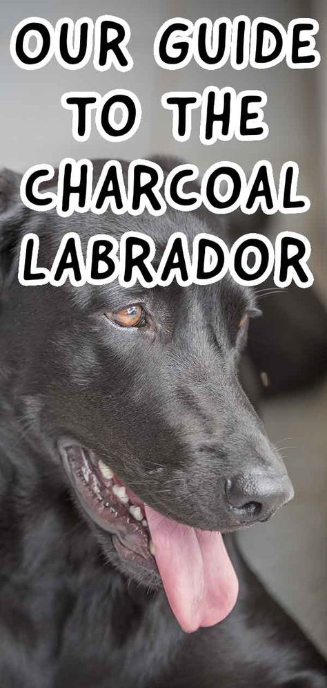 Charcoal Lab: The Dilute Black Labrador Retriever Charcoal Labrador Retriever, Lab Puppy Training, Charcoal Lab Puppies, Charcoal Labrador, Charcoal Lab, Golden Labrador Puppies, Labrador Training, Labrador Retriever Training, Labrador Retriever Art