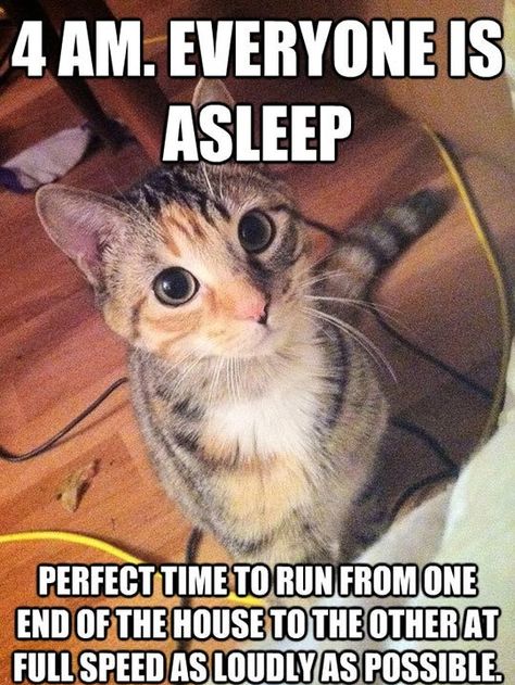 More than two dozen pictures of funny cats, sad cats, and sympathetic cats, with words added by humans. Cats Broadway, Katt Grejer, Akita Dog, Cat Quotes Funny, Funny Animal Jokes, Memes Humor, Cat Quotes, Funny Cat Memes, Funny Cat Pictures