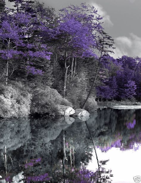 color splash poster Black And White Nature Photography, Color Splash Purple, Black And White Nature, Nature Photography Trees, Color Splash Photography, Splash Photography, White Nature, Photography Color, Art Mat