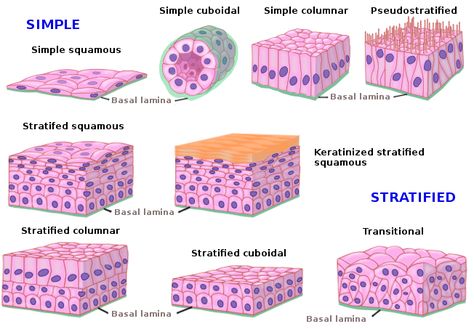 Tissue Biology, Microbiology Lab, Medicine Notes, Basic Anatomy And Physiology, Nursing Mnemonics, Tissue Types, Medical Student Study, Medical Laboratory Science, Biology Lessons