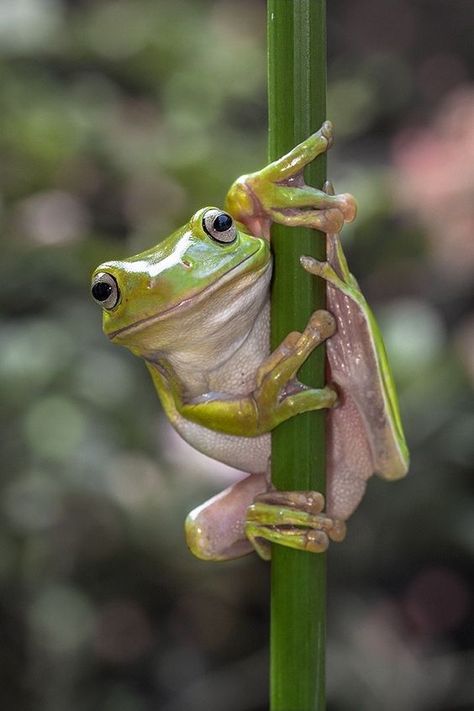 ♔ Grenouilles - Frogs Climbing Art, Pet Frogs, Green Tree Frog, Frog Pictures, Image Nature, Funny Frogs, Frog Art, 수채화 그림, Green Frog