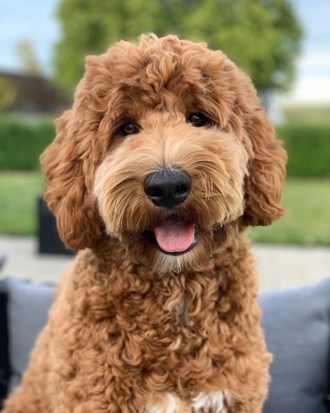 Groomed Labradoodle, Golden Doodle Puppy Cut, Mini Golden Doodle Haircut, Golden Doodle Haircut Styles, Medium Labradoodle, Doodle Haircut Styles, Doodle Haircuts, Doodle Grooming, Labradoodle Grooming